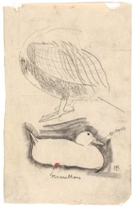 Eend en andere watervogel