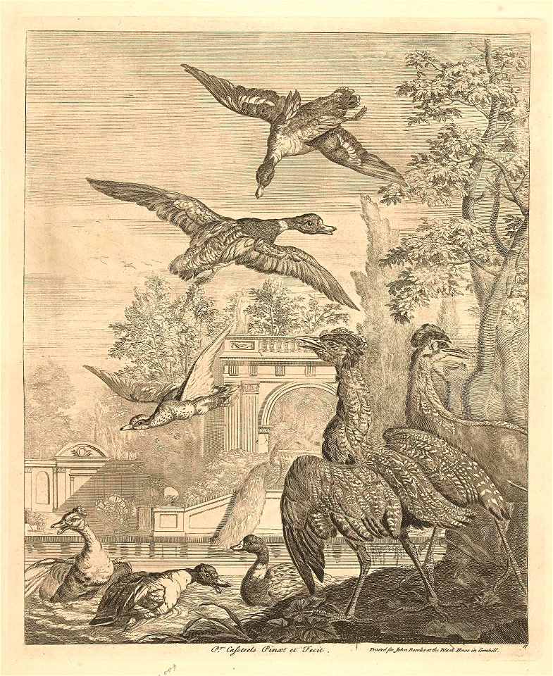 Eenden en reigers bij een vogelvijver