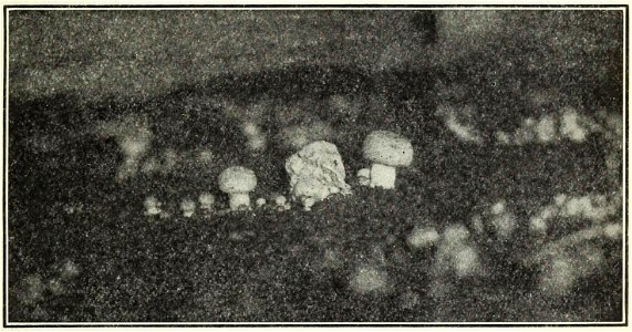 Effects of the Mycogone disease 4