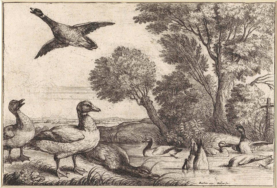 Eenden