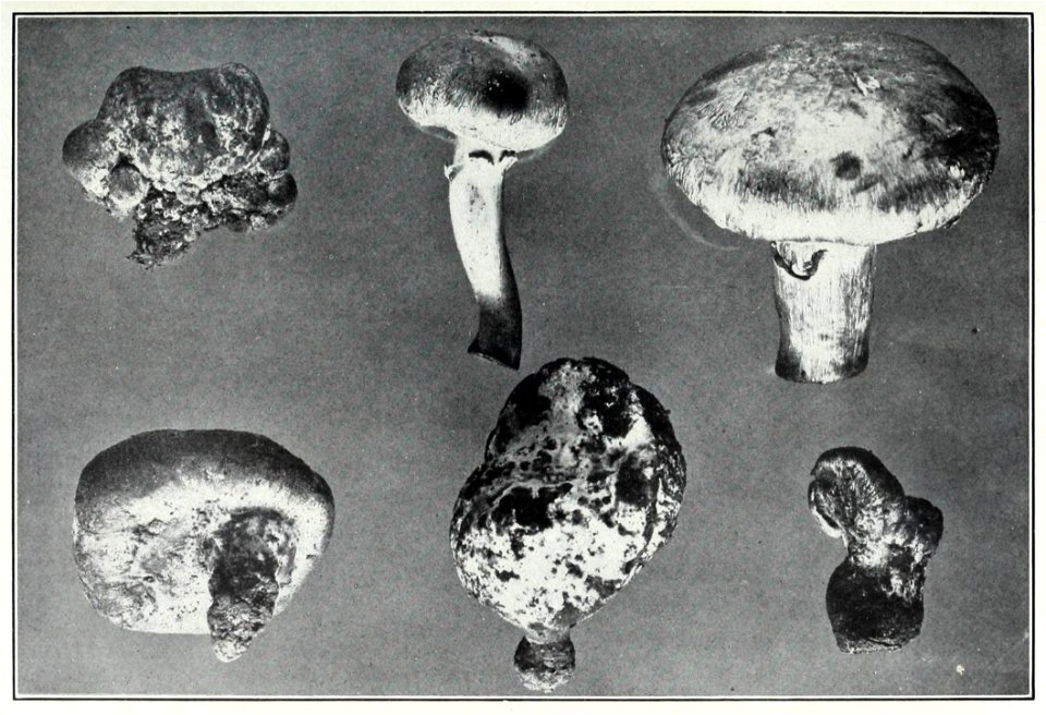 Effects of the Mycogone disease 3
