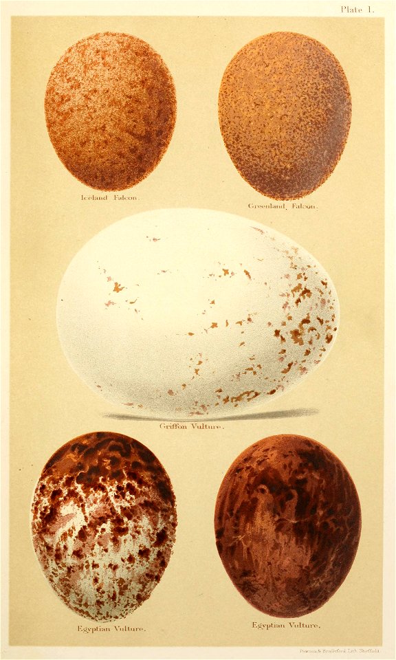 Eggs of British Birds Seebohm 1896 Plate1
