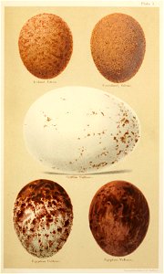 Eggs of British Birds Seebohm 1896 Plate1. Free illustration for personal and commercial use.