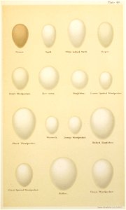 Eggs of British Birds Seebohm 1896 Plate48. Free illustration for personal and commercial use.