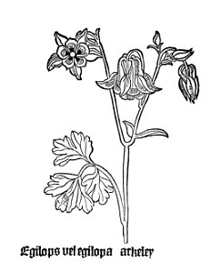 Egilops 1