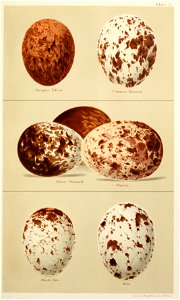 Eggs of British Birds Seebohm 1896 Plate3