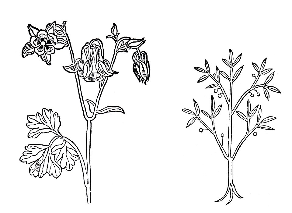Egilops und Cassia lignea Gart