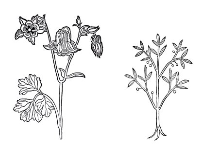 Egilops und Cassia lignea Gart