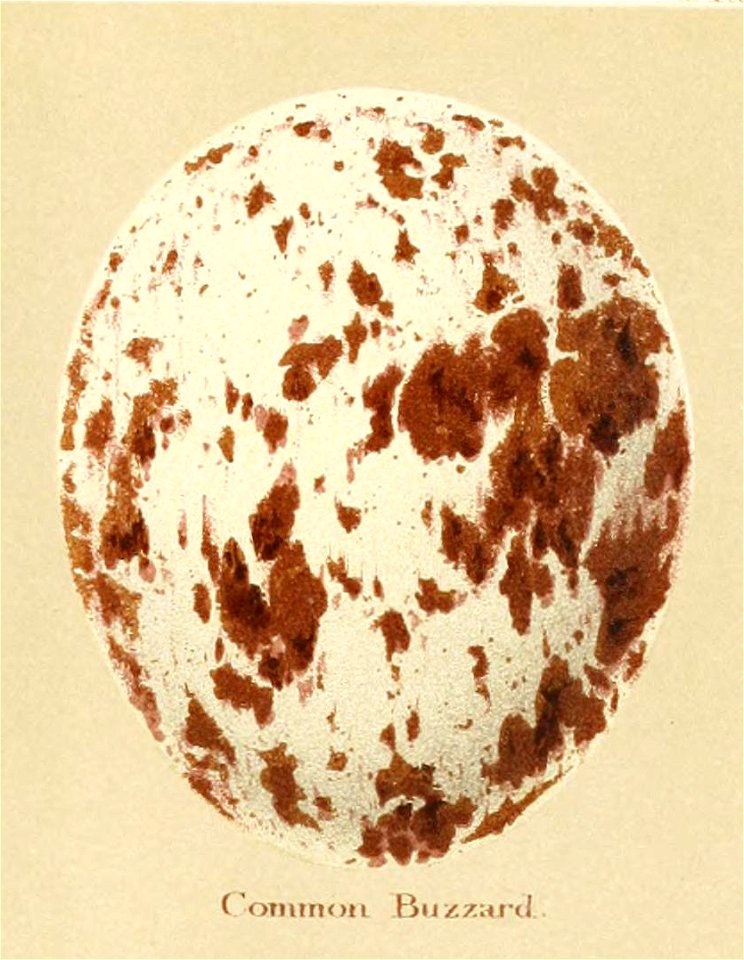Eggs of British Birds Seebohm 1896 Plate3-Buteo buteo