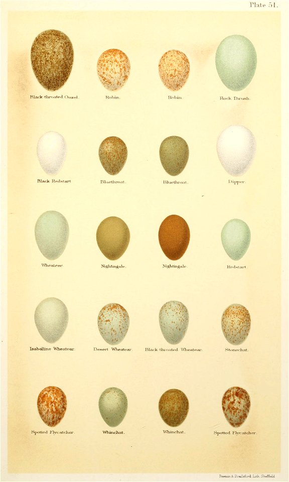 Eggs of British Birds Seebohm 1896 Plate51