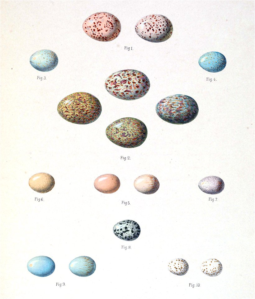 Eggs in Pleske 1889