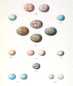 Eggs in Pleske 1889. Free illustration for personal and commercial use.