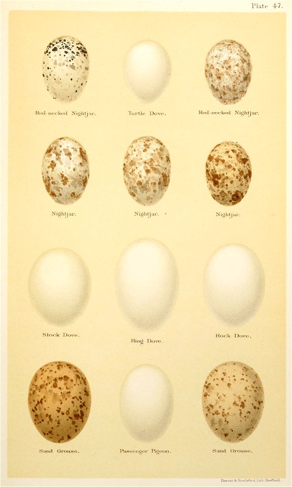 Eggs of British Birds Seebohm 1896 Plate47