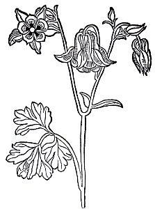 Egilops1