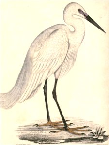 Egretta garzetta garzetta Hardwicke