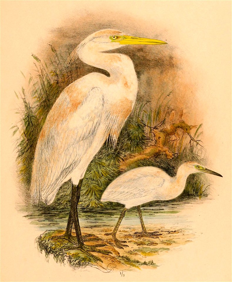 Egretta eulophotes 1898