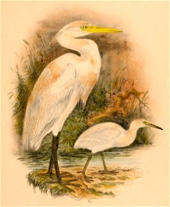 Egretta eulophotes 1898