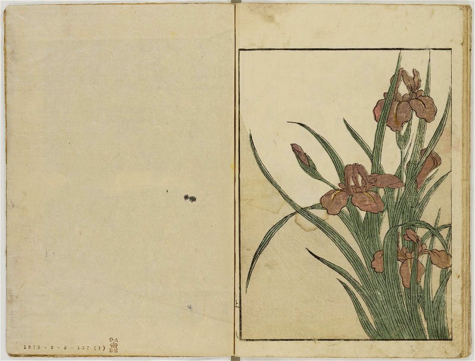 Ehon shiki no hana 絵本四季の花 (Picture-book of the Flowers of the Four Seasons) (BM 1979,0305,0.157.1 10)