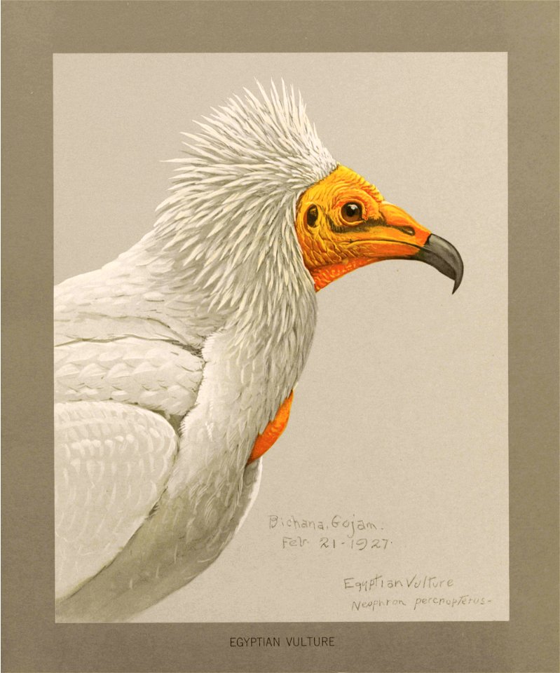 Egyptian vulture Fuertes
