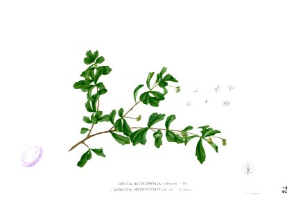 Ehretia buxifolia Blanco1.72