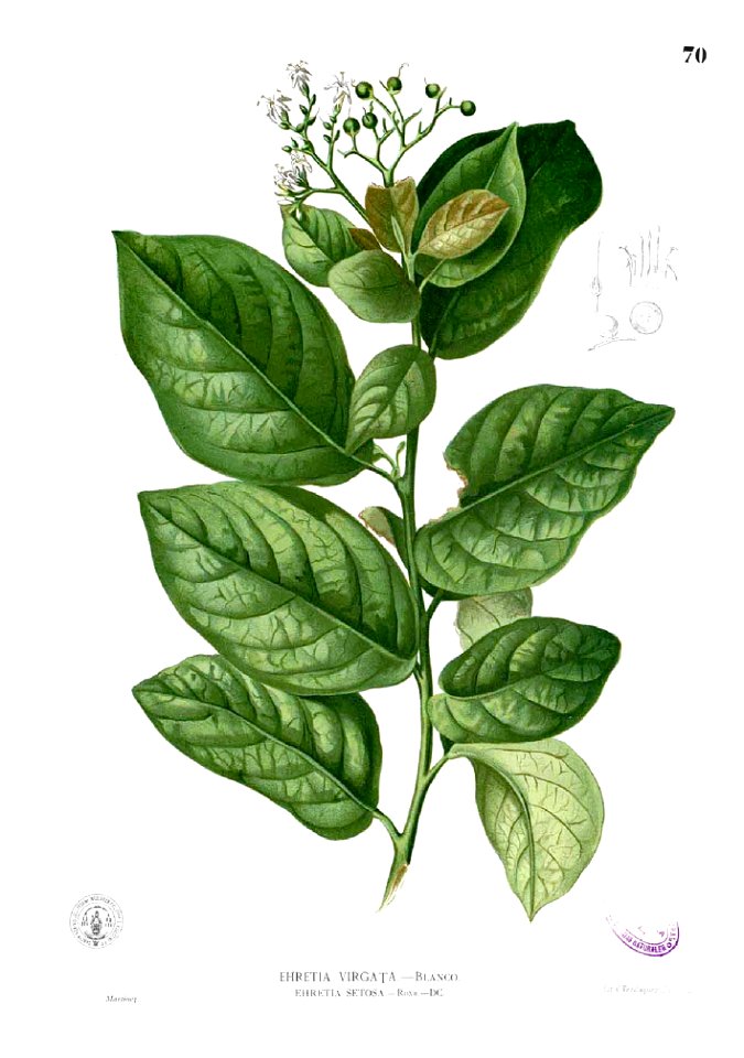 Ehretia acuminata Blanco1.70