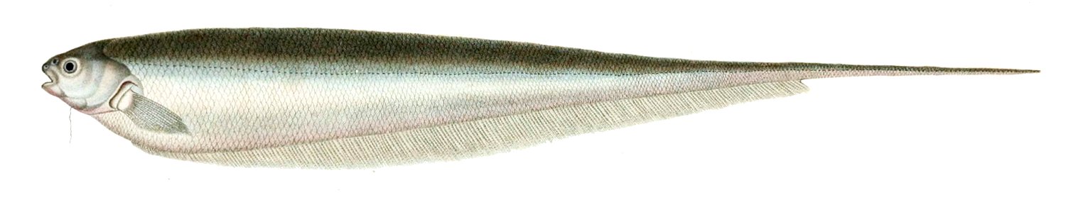 Eigenmannia virescens