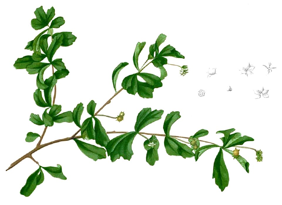 Ehretia buxifolia Blanco1.72-cropped