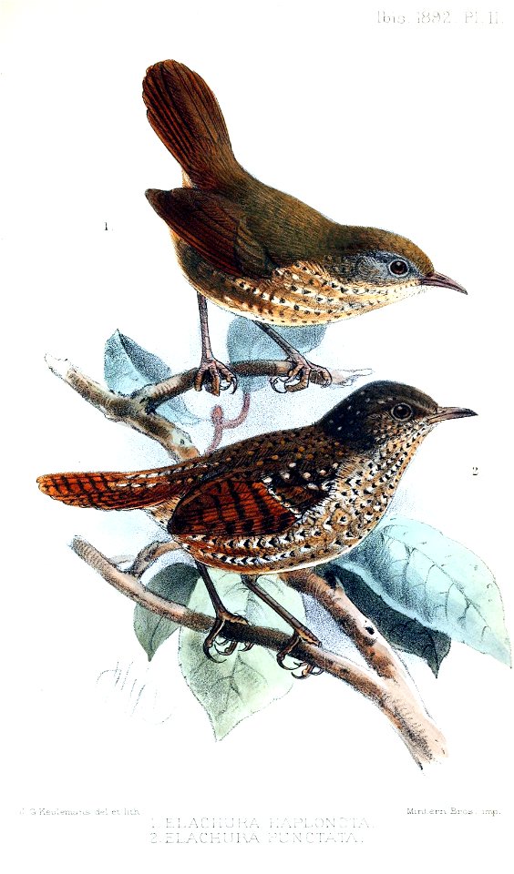 ElachuraKeulemans