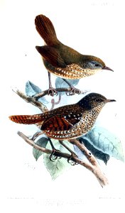 ElachuraKeulemans