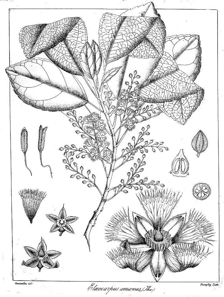 Elaeocarpus amoenus Govindoo
