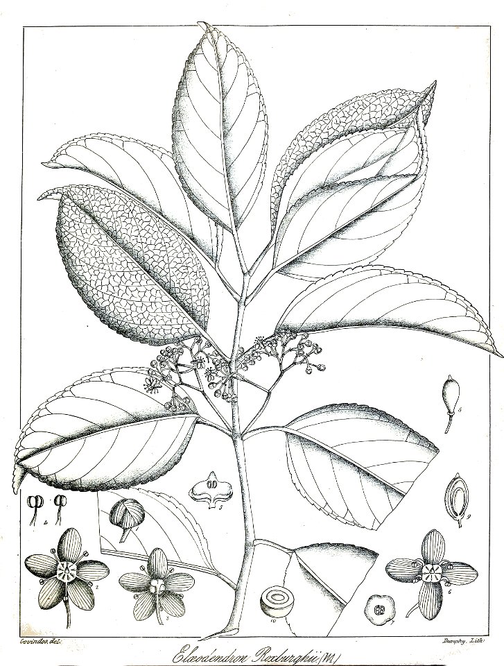 Elaeodendron roxburghii Govindoo