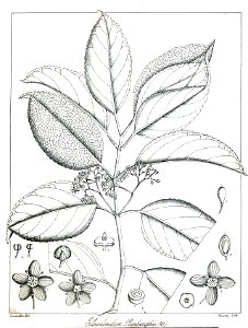 Elaeodendron roxburghii Govindoo