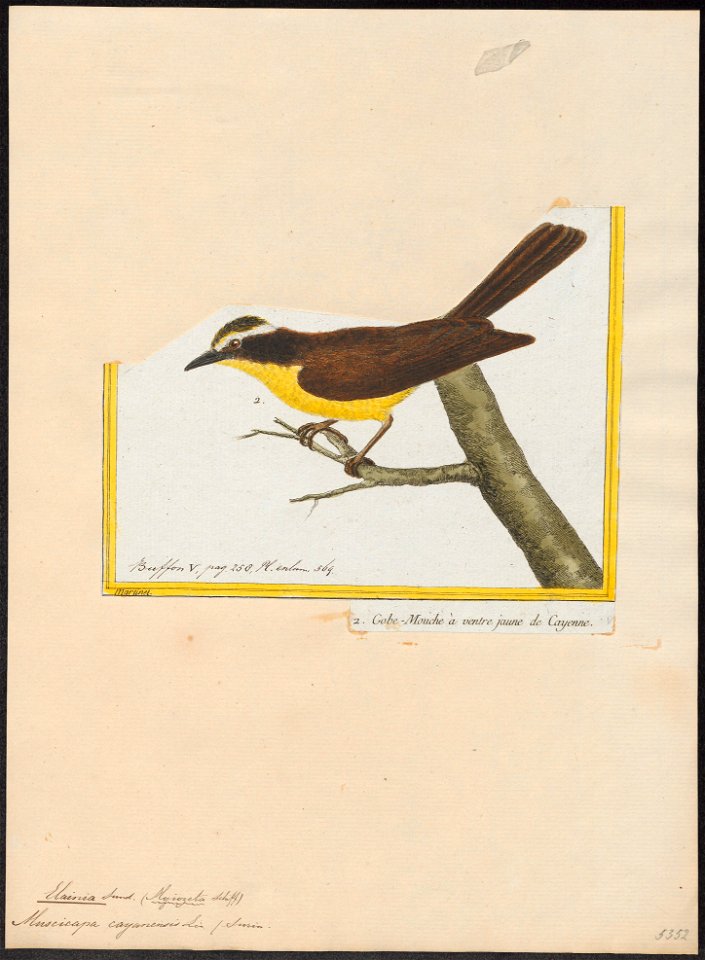 Elainia cayanensis - 1700-1880 - Print - Iconographia Zoologica - Special Collections University of Amsterdam - UBA01 IZ16500297