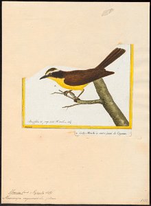 Elainia cayanensis - 1700-1880 - Print - Iconographia Zoologica - Special Collections University of Amsterdam - UBA01 IZ16500297