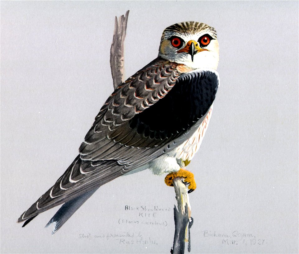 Elanus caeruleusEYP10A1