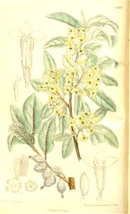 Elaeagnus argentea 137-8369