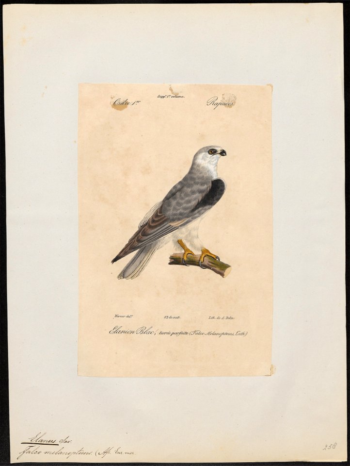 Elanus melanopterus - 1842-1848 - Print - Iconographia Zoologica - Special Collections University of Amsterdam - UBA01 IZ18200372