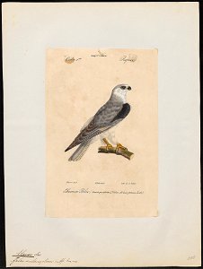 Elanus melanopterus - 1842-1848 - Print - Iconographia Zoologica - Special Collections University of Amsterdam - UBA01 IZ18200372