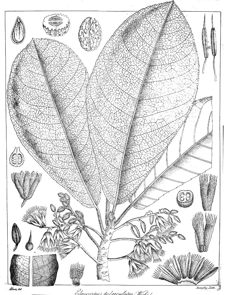 Elaeocarpus tuberculatus Govindoo