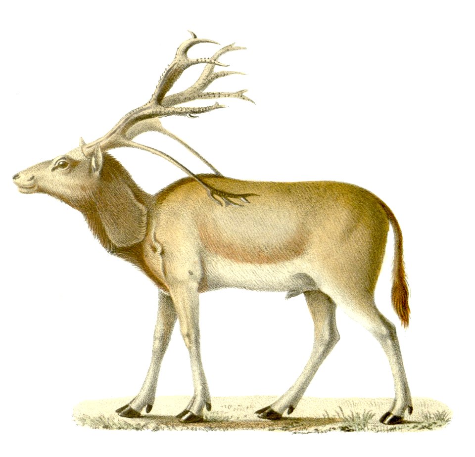 Elaphurusdavidianus