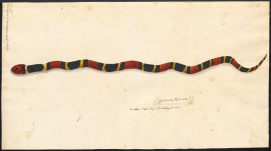 Elaps surinamensis - 1818 - Print - Iconographia Zoologica - Special Collections University of Amsterdam - UBA01 IZAA100175
