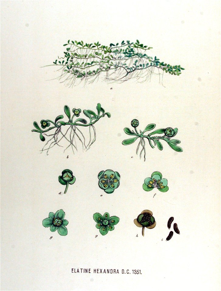 Elatine hexandra — Flora Batava — Volume v17