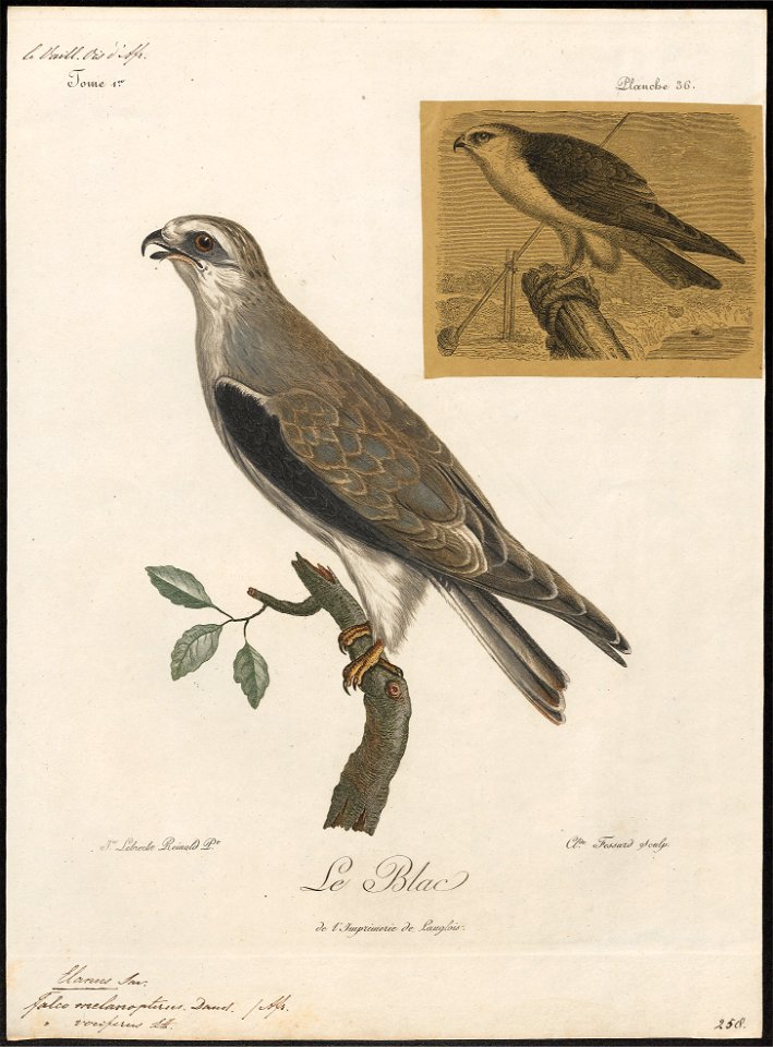 Elanus melanopterus - 1796-1808 - Print - Iconographia Zoologica - Special Collections University of Amsterdam - UBA01 IZ18200370
