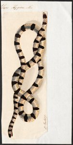 Elaps hygiae - 1753-1834 - Print - Iconographia Zoologica - Special Collections University of Amsterdam - UBA01 IZA1000194