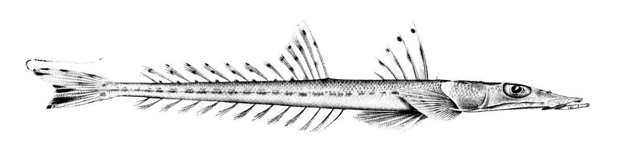 Elates ransonnettii