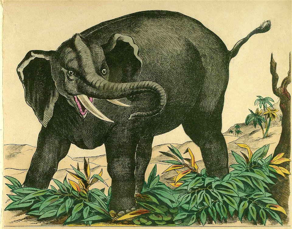 Elefant aus Zahme und wilde Thiere c1870