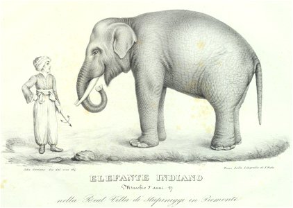 Elefante Fritz nella Real Villa di Stupinigi, 1827 - Accademia delle Scienze di Torino - Ritratti 0124 B