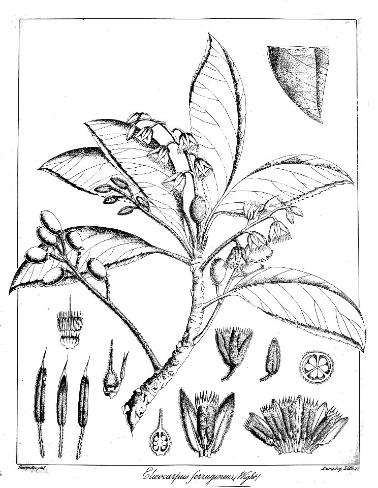 Elaeocarpus ferrugineus Govindoo