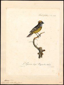 Elainia elata - 1825-1834 - Print - Iconographia Zoologica - Special Collections University of Amsterdam - UBA01 IZ16500307