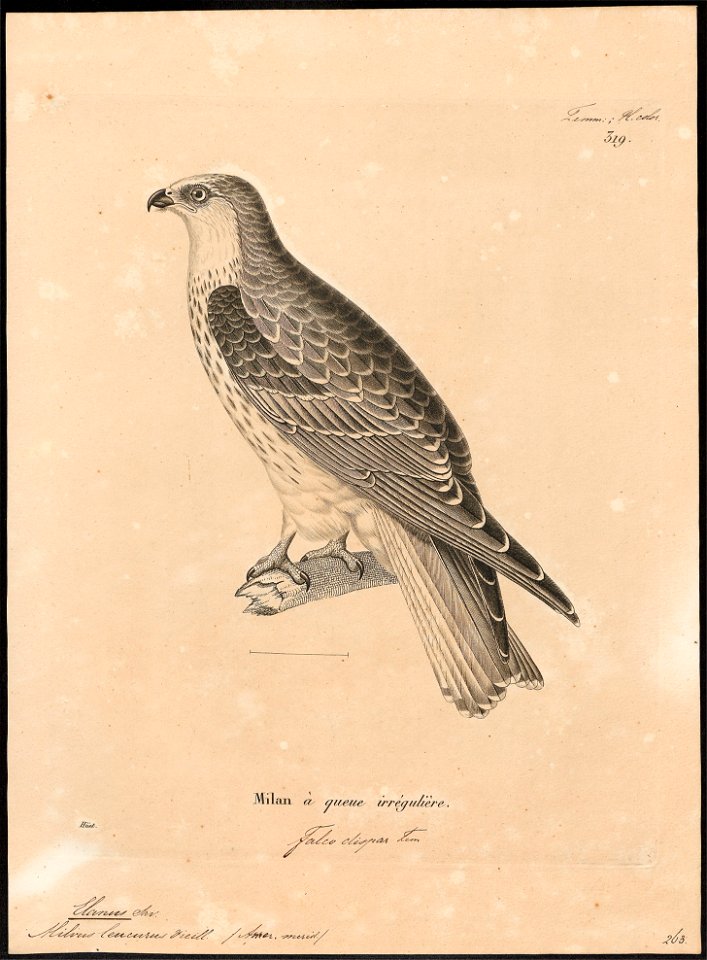 Elanus leucurus - 1700-1880 - Print - Iconographia Zoologica - Special Collections University of Amsterdam - UBA01 IZ18200376